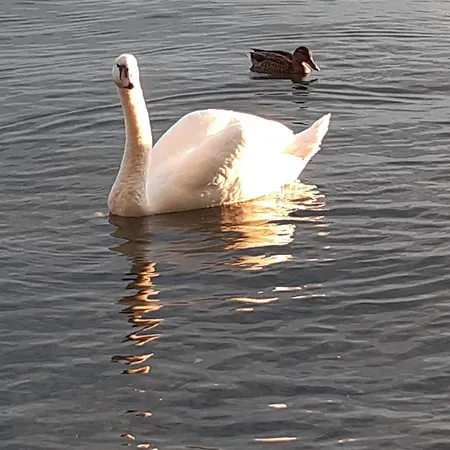 Lakeside - Seeufer Daire Allensbach